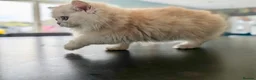 Persian cats for sale: **Last One** beautiful Persian kittens - Advert 7