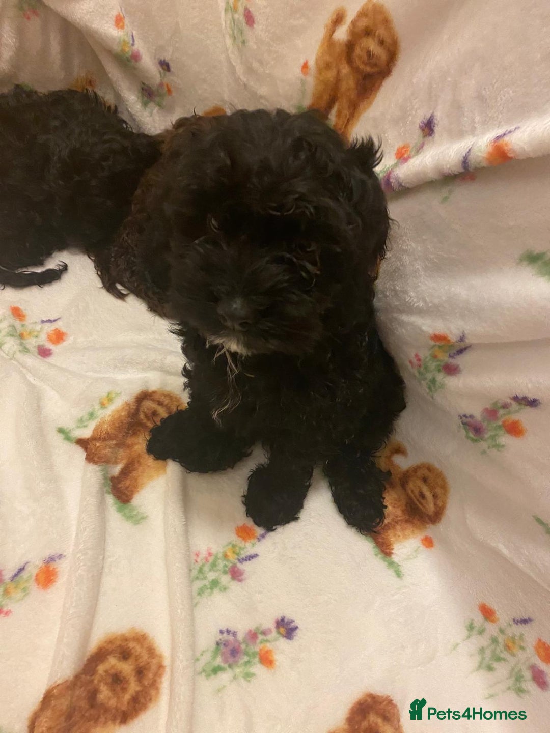 Cavapoo dogs for sale: Cavapoo puppies available to leave - Advert 5