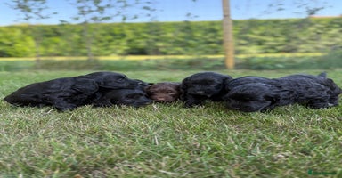 Cockapoo dogs - Advert 7