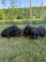 Cockapoo dogs - Advert 3