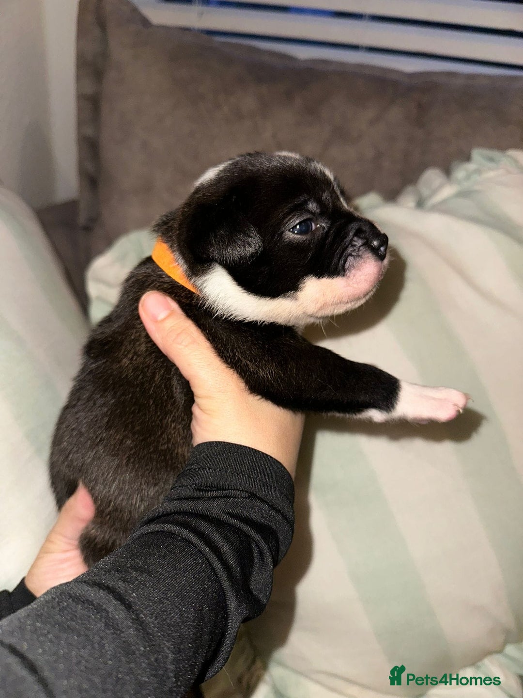 Mixed Breed dogs for sale: Fluffy Puppies for sale - Advert 9