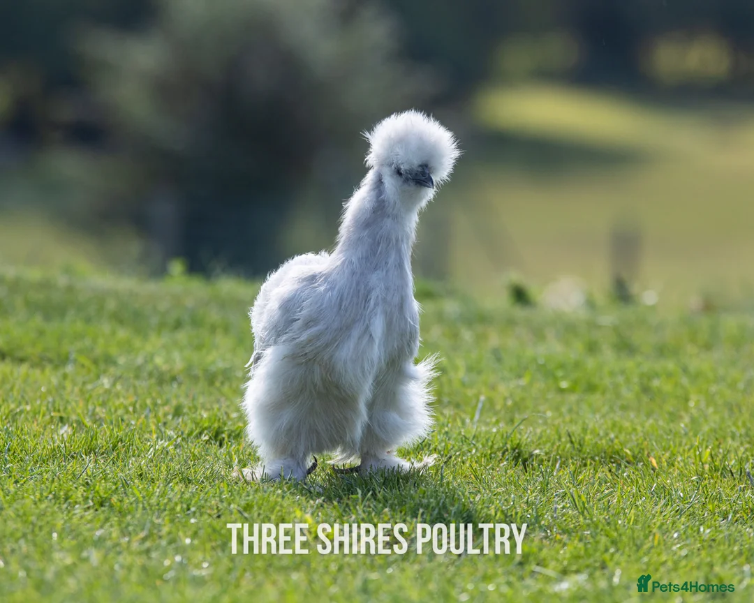 Chickens poultry for sale: Silkie Bantams - Advert 7