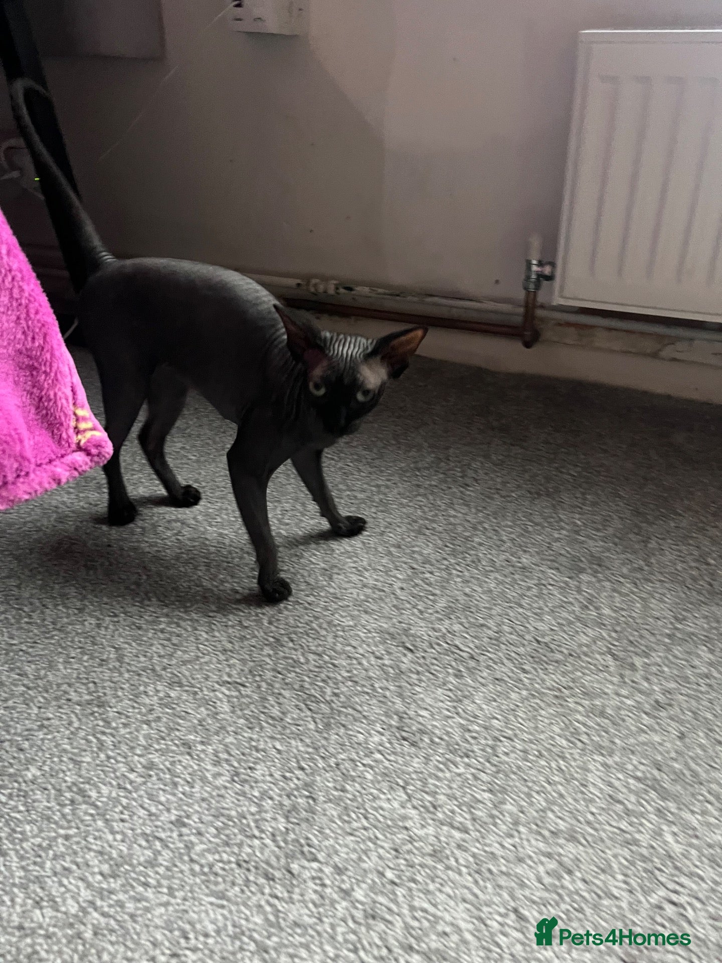 Sphynx cats 2 female sphynx cats for sale - Advert 2