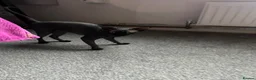 Sphynx cats for sale: 2 female sphynx cats for sale - Advert 1