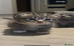 Persian cats for sale: Beautiful Persian kittens / 1 mixed breed  - Image 4