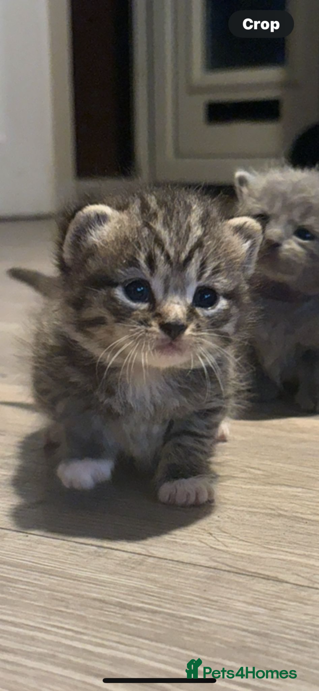 Persian cats for sale: Beautiful Persian kittens / 1 mixed breed  - Image 4