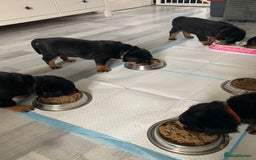 Rottweiler dogs for sale: Beautiful KC registered Rottweiler puppies  - Image 8
