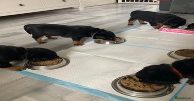 Rottweiler dogs - Advert 13