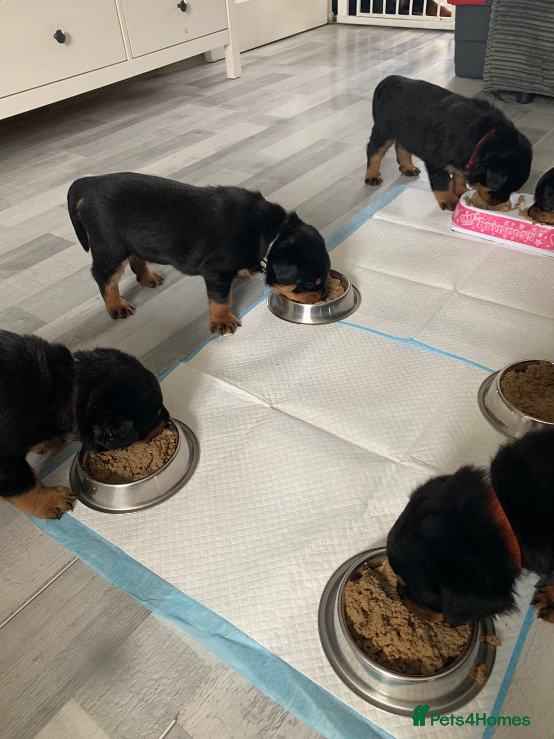 Rottweiler dogs for sale: Beautiful KC registered Rottweiler puppies  - Image 8