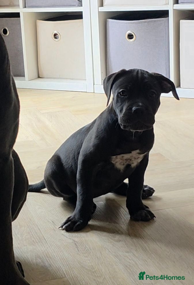 Cane Corso dogs READY FOR HOMES - Cane Corso Puppies  - Advert 1