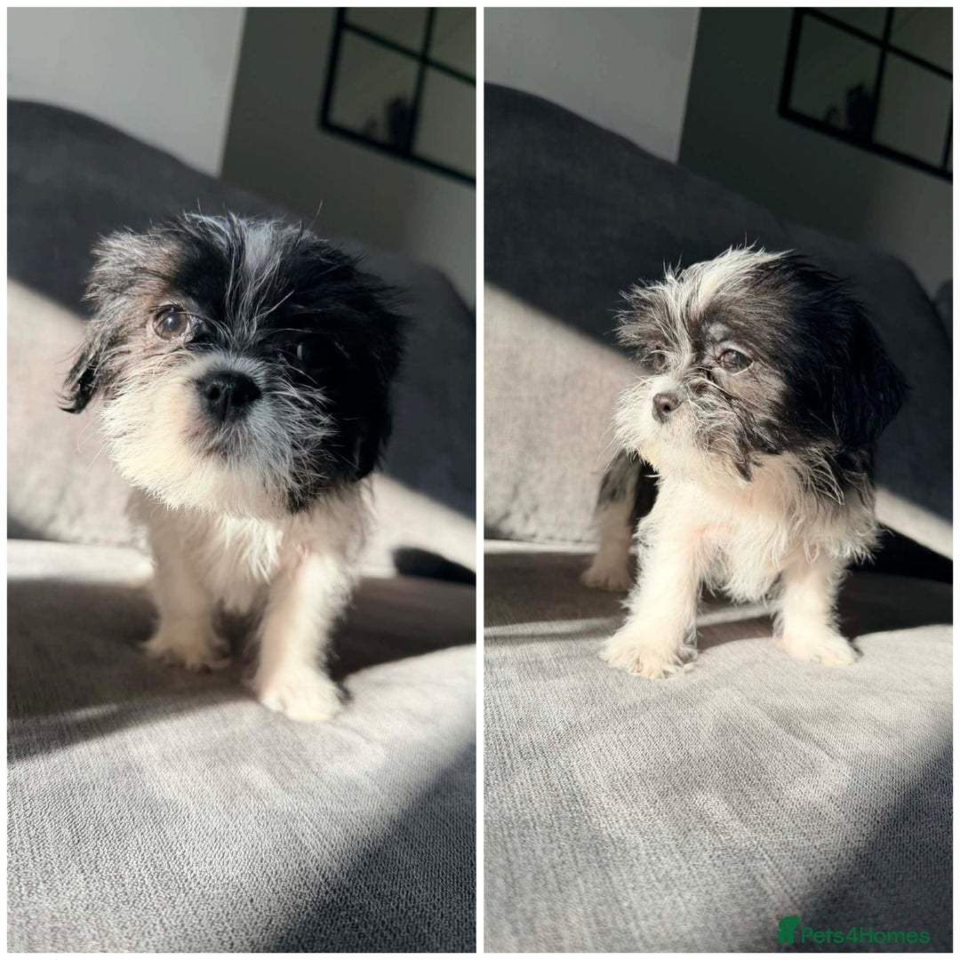 Zuchon dogs for sale: Shihzu x Bichion x Westie - Advert 14