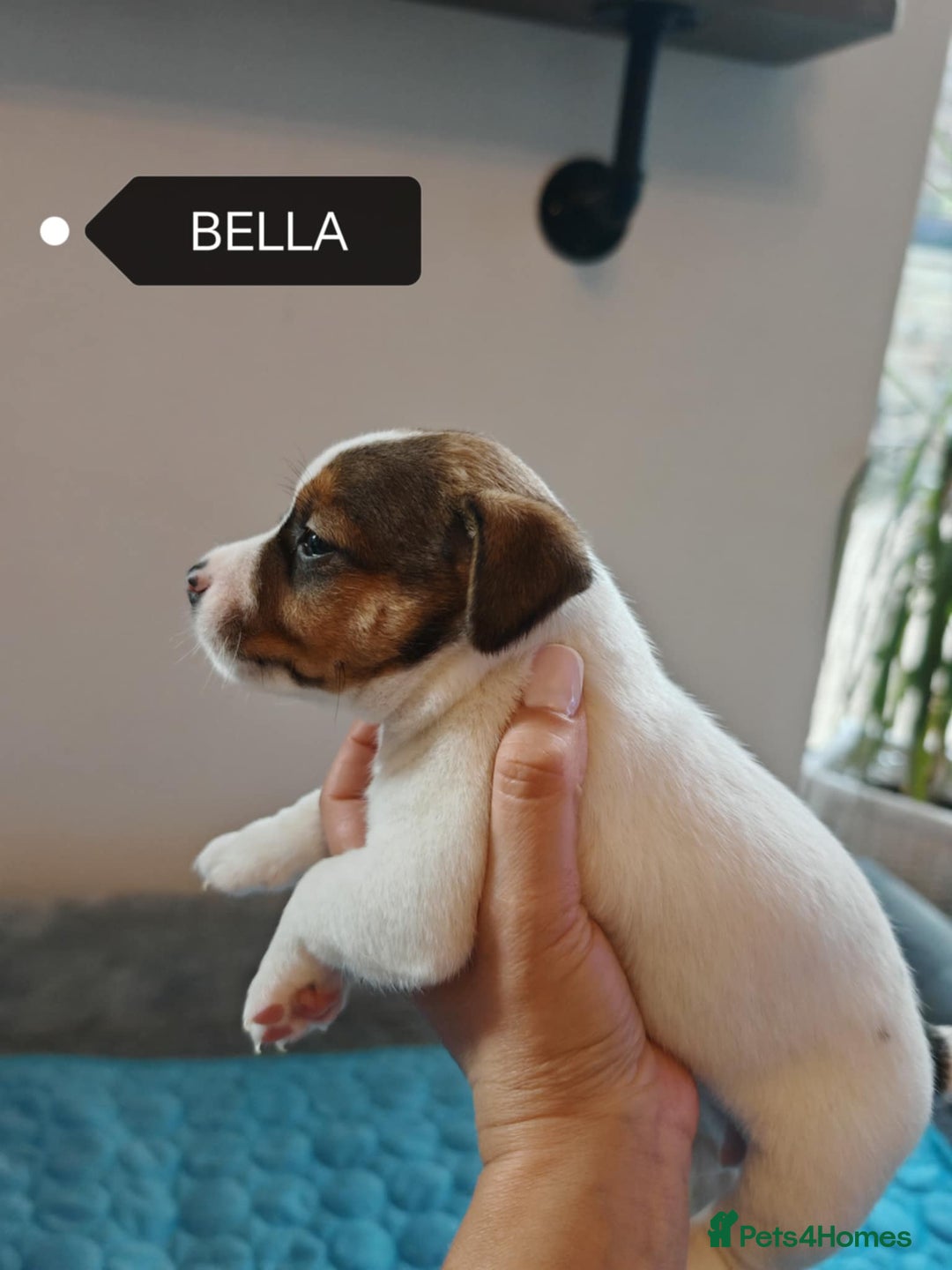 Jack Russell dogs for sale: Jack Russell puppies,Parents reg.Kennel club, - Image 4
