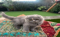 Scottish Fold cats for sale: Scottish folded ear  - Image 7