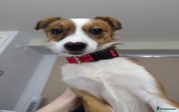 Mixed Breed dogs for sale: Roo - Lovely Small Dog - Image 15