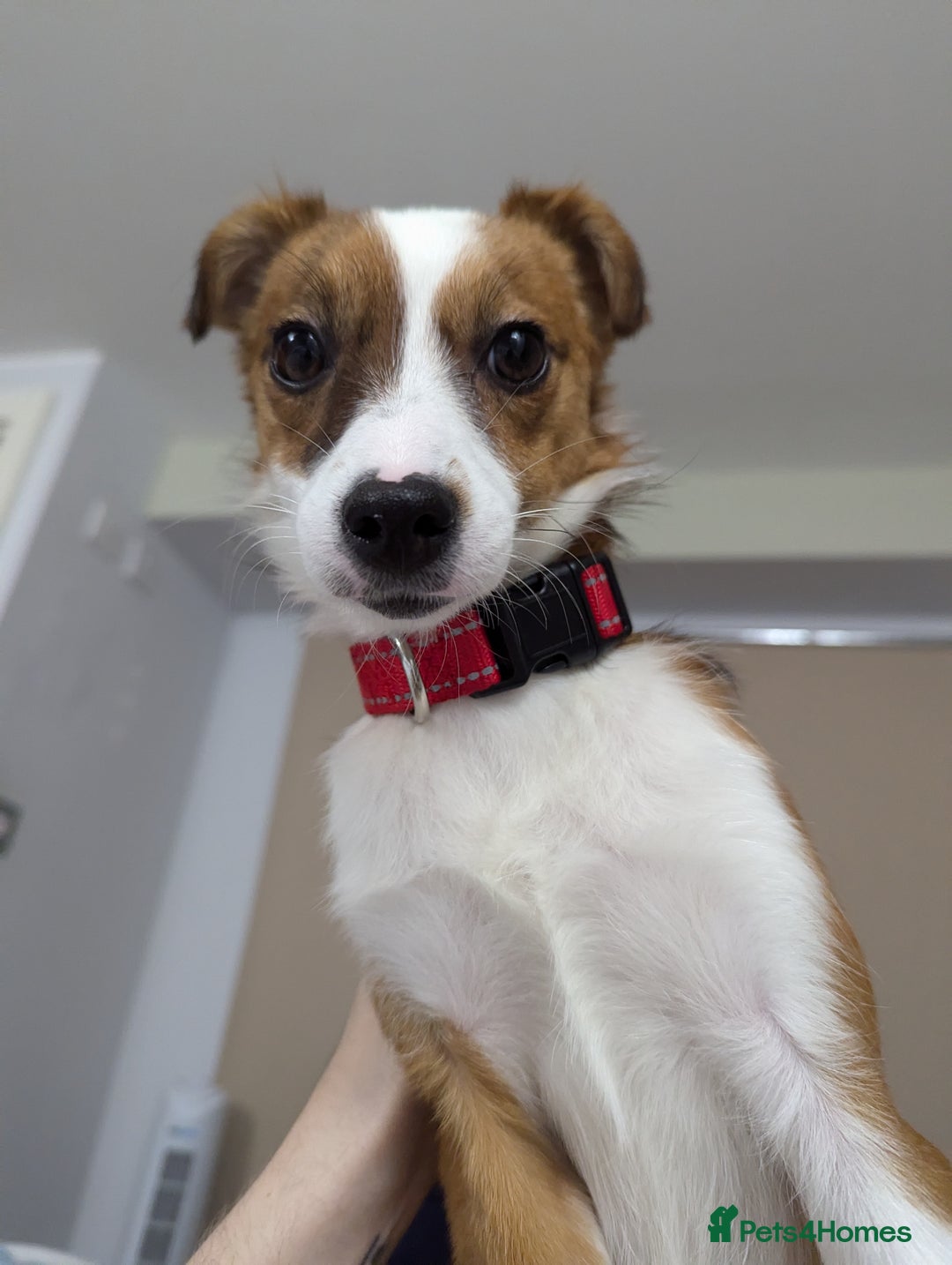 Mixed Breed dogs for sale: Roo - Lovely Small Dog - Image 15