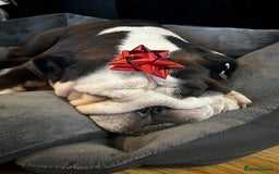 English Bulldog dogs for sale: Regrettable Rehoming - Image 5