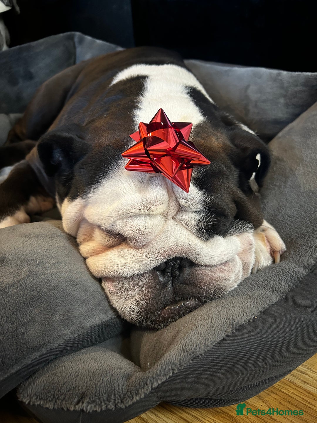 English Bulldog dogs for sale: Regrettable Rehoming - Image 5