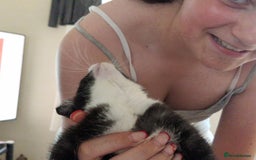Mixed Breed cats for sale: ready to go - Image 18