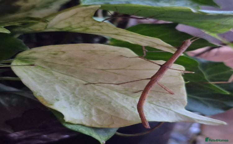 Stick Insects invertebrates - Advert 2