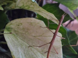 Stick Insects invertebrates - Advert 10