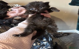 British Longhair cats for sale: Kittens For Sale  - Image 2