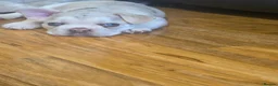 French Bulldog dogs for sale: Frenchie / French bulldog - Advert 1