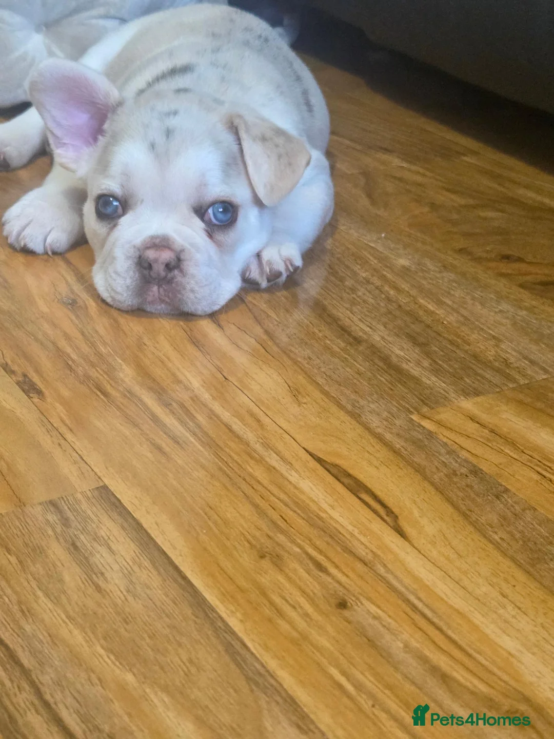 French Bulldog dogs for sale: Frenchie / French bulldog - Advert 1