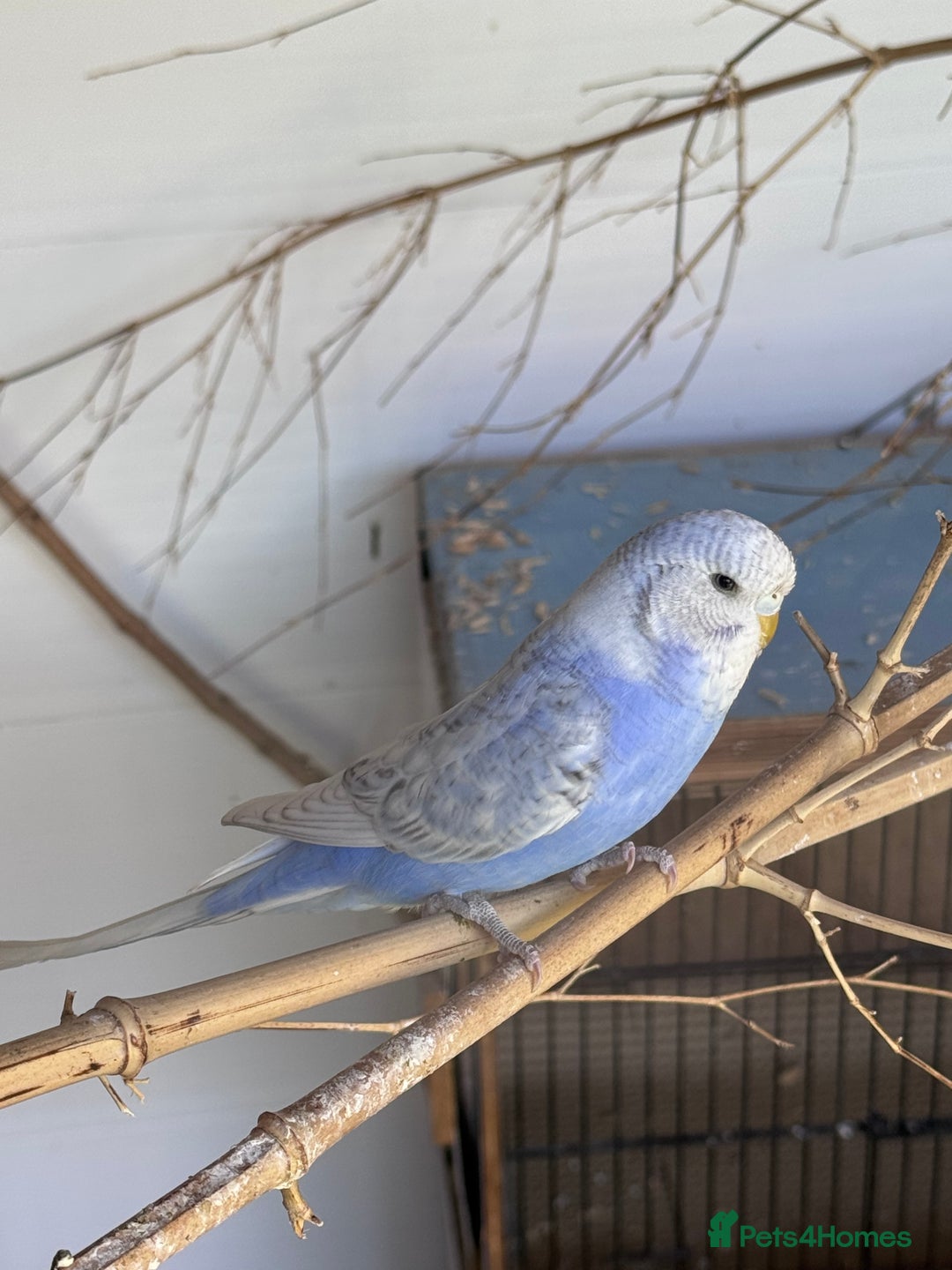 Budgerigars birds for sale: Budgies for sale - Image 5