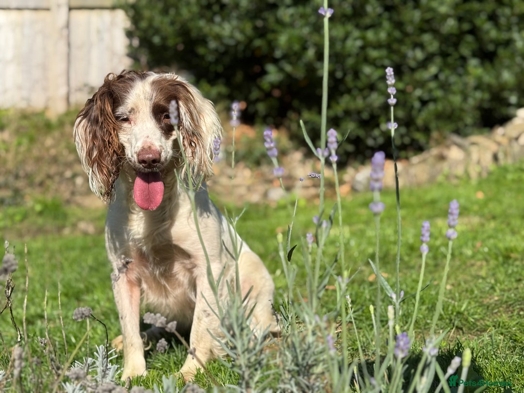 English Springer Spaniel dogs for sale: Hardest Decision Brother and Sister  - Advert 7