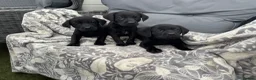 Labrador Retriever dogs for sale:  Labrador puppies  - Advert 5