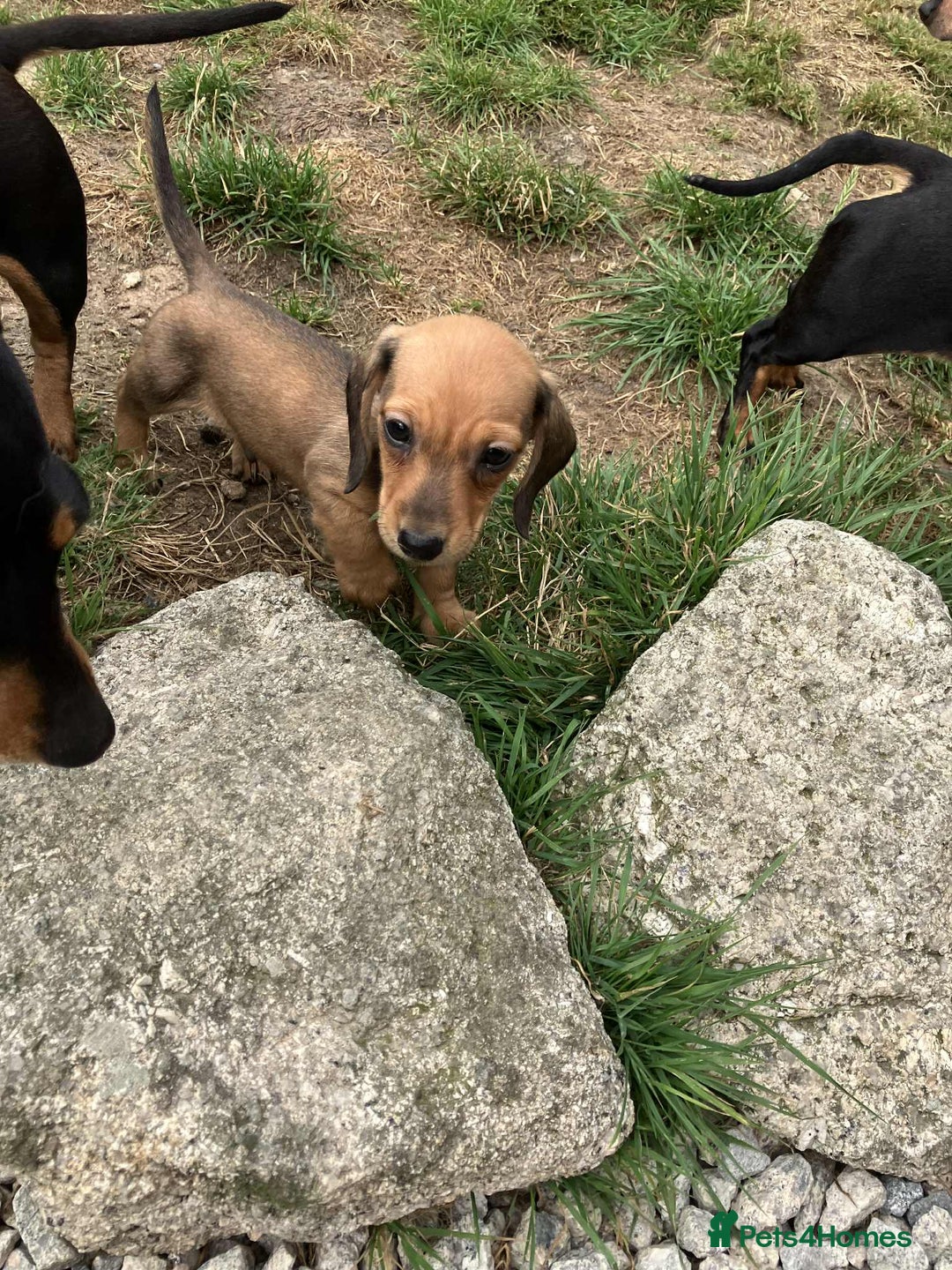 Miniature Dachshund dogs for sale: Miniature smooth haired dachshund puppies - Image 11