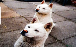 Akita dogs for sale: Akita Puppies for sale - Find Your Forever Friend - Image 6