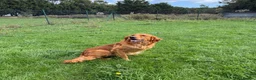 Goldador dogs for sale: Fantastic red goldador puppies  - Advert 26