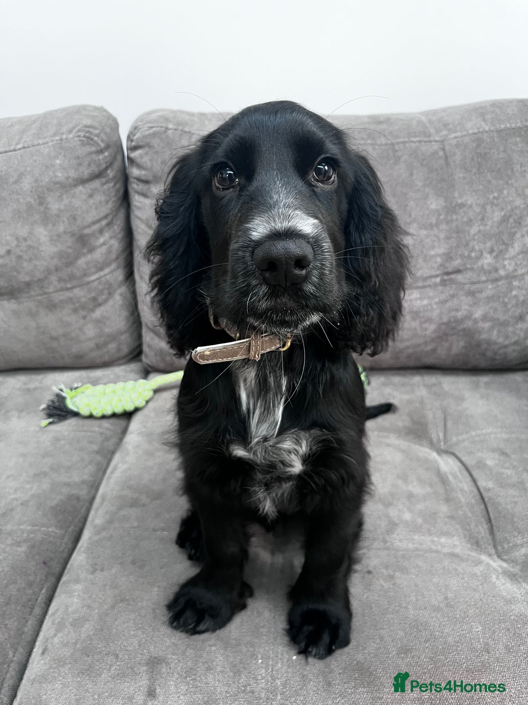 Cocker Spaniel dogs for sale: Cocker Spaniel  - Advert 3