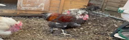 Chickens poultry for sale: Various chickens and ducks for sale - Advert 6