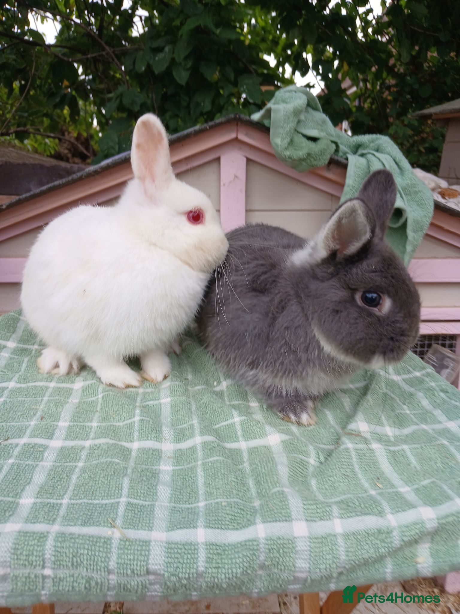 Netherland Dwarf rabbits Netherland dwarfs - Advert 3