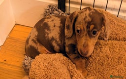 Miniature Dachshund dogs for sale: Stunning Miniature Daschounds Puppies  - Image 10