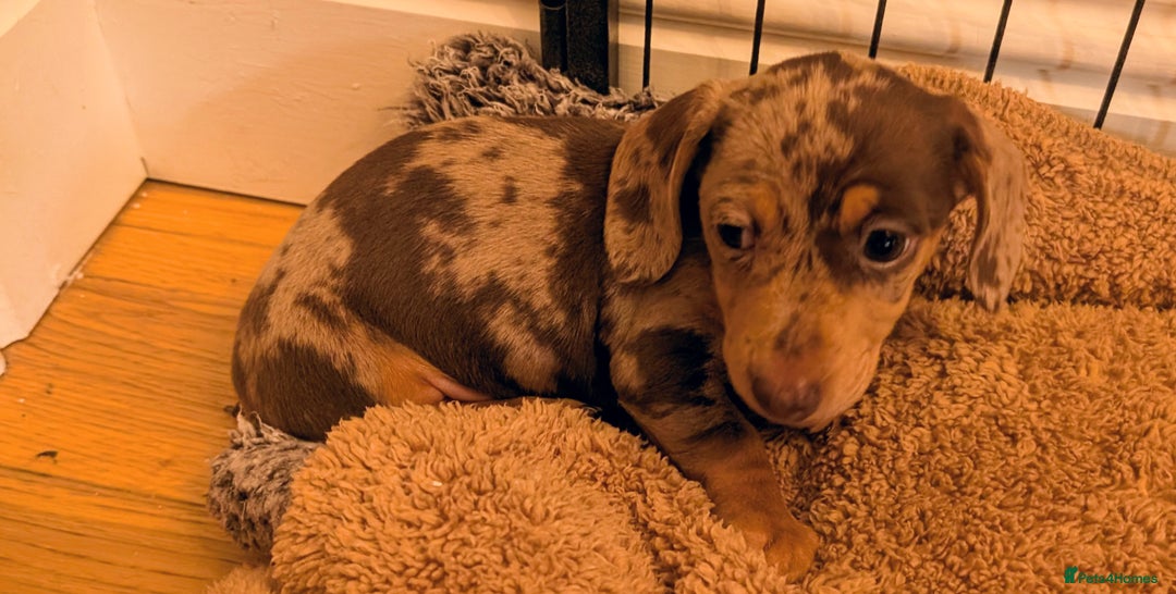 Miniature Dachshund dogs for sale: Stunning Miniature Daschounds Puppies  - Image 10