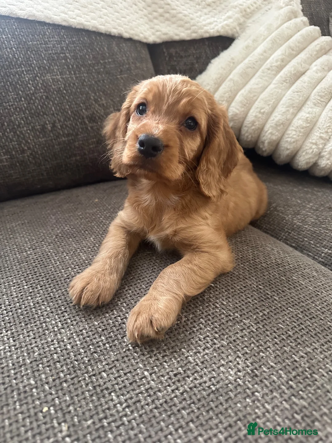 Cockapoo dogs for sale: Girl cockapoo - Advert 2