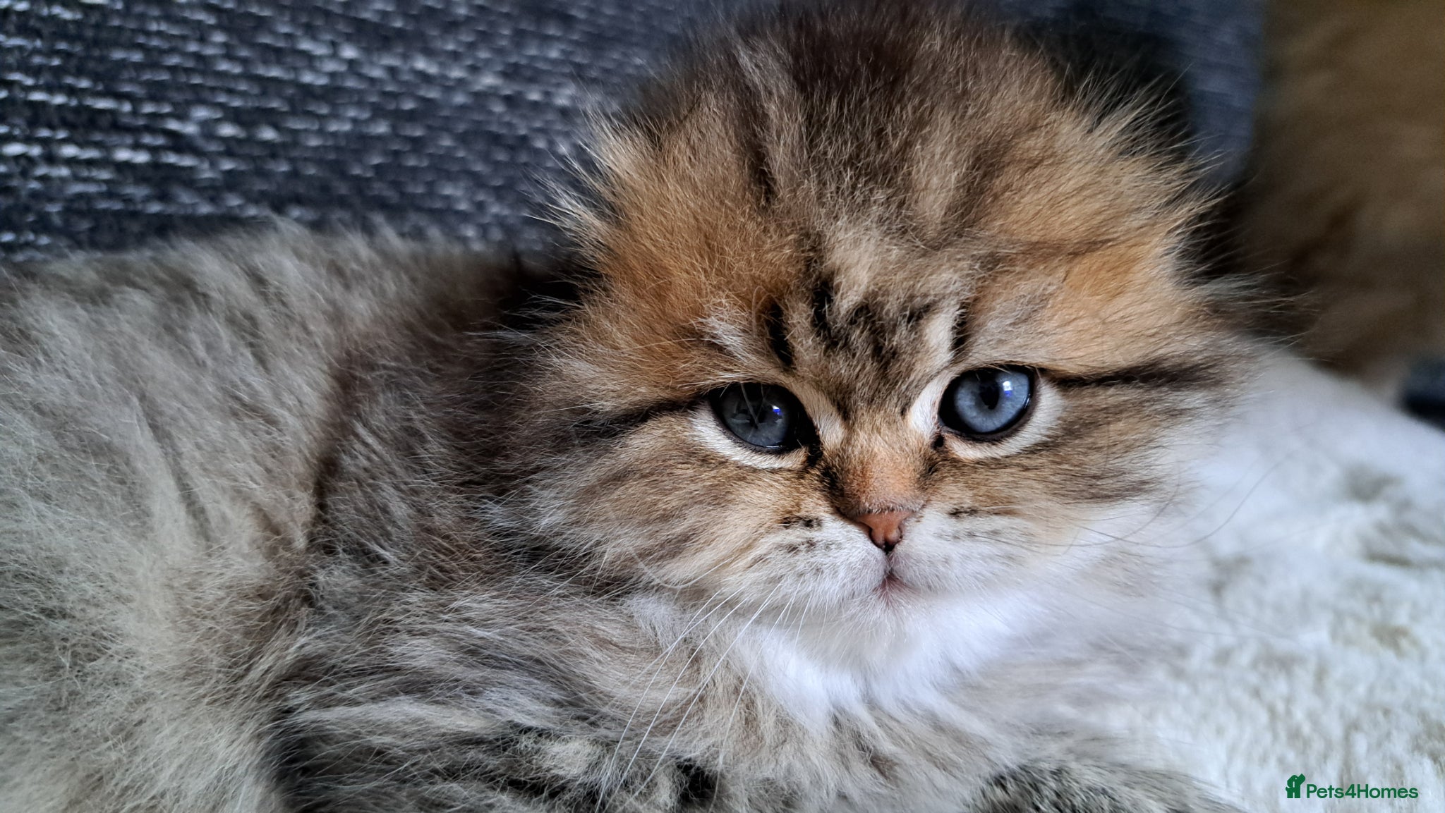 Scottish Fold cats Rare color scottish babys  - Advert 4