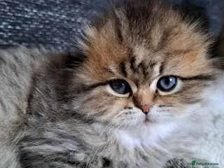 Scottish Fold cats Rare color scottish babys - Advert 4