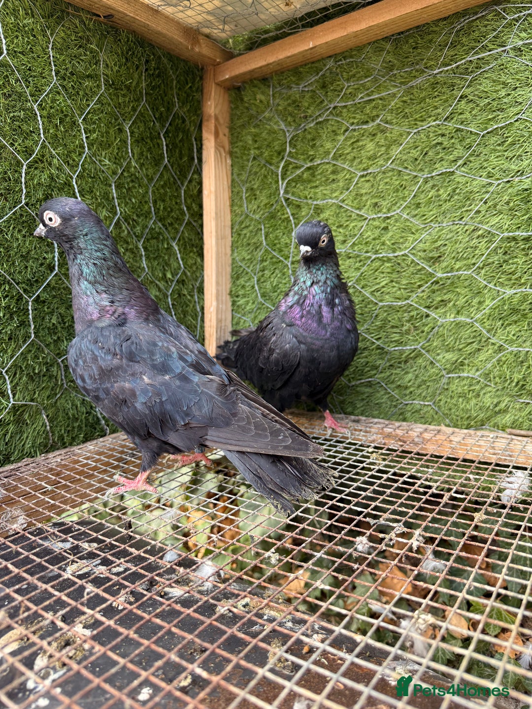 Doves birds for sale: Syrian pigeons for sale - Image 6