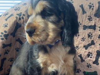 Cocker Spaniel dogs Champion Bloodlines KC Reg Show Cocker Spaniels - Advert 1