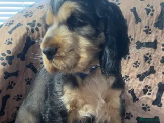 Cocker Spaniel dogs Champion Bloodlines KC Reg Show Cocker Spaniels - Advert 5