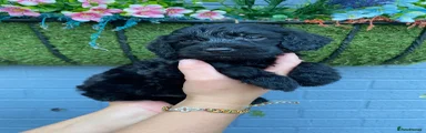 F1 miniature Cockapoo girl 