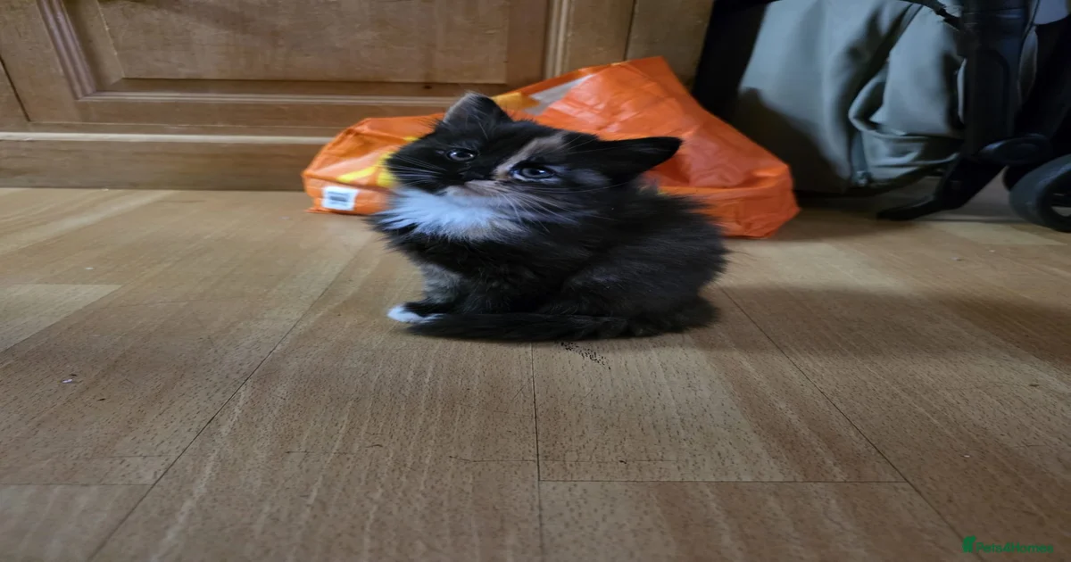 Kittens for sale for sale in Nottingham | Pets4Homes