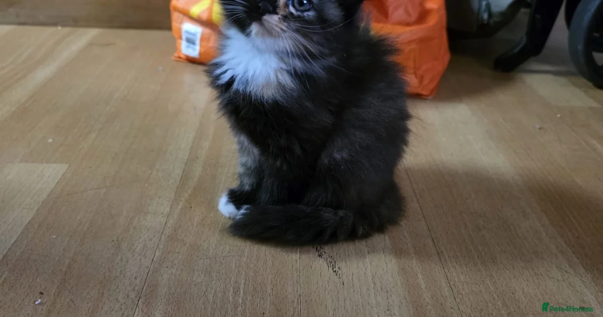 Nothhingham Kittens for sale for sale in Nottingham | Pets4Homes