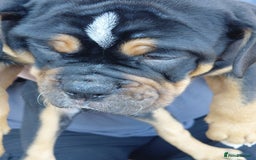 Old Tyme Bulldog dogs for sale: Old tyme bulldogs puppies ready for new homes - Image 5