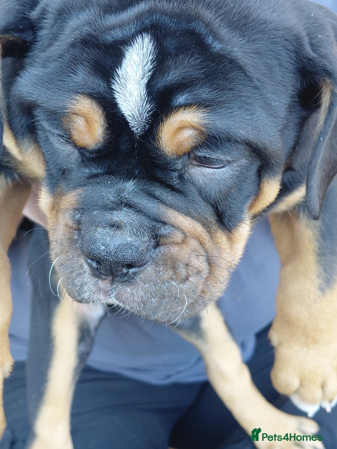 Old Tyme Bulldog dogs for sale: Old tyme bulldogs puppies ready for new homes - Image 5
