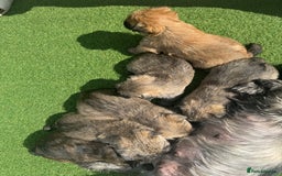 Cairn Terrier dogs for sale: Quality Cairn male pup available 8th August - Image 13